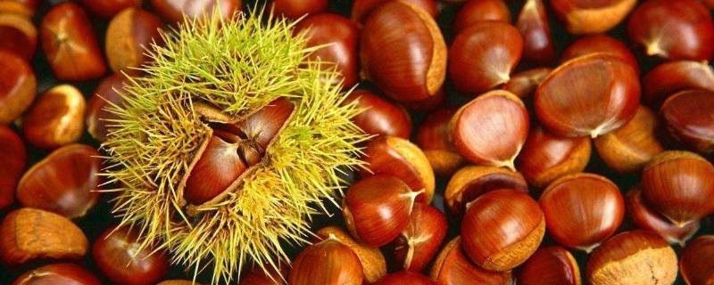 未熟透的板栗可以吃吗(板栗没有完全熟能吃吗)