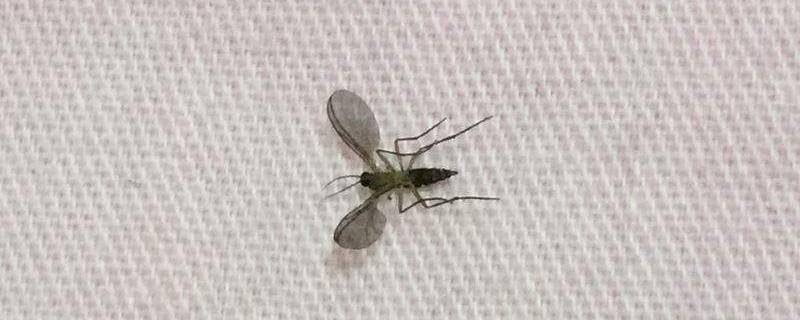 垃圾桶里小飞虫是长出来的吗(垃圾桶里飞出来的小飞虫)