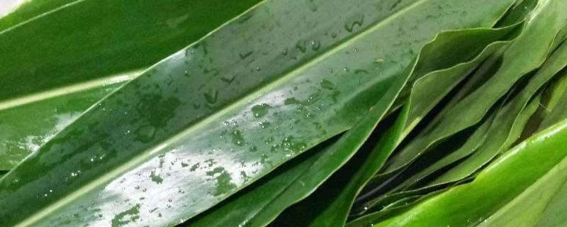 干粽叶能反复使用吗(新鲜粽叶要先煮过吗)