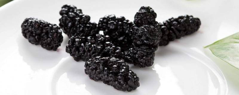 干桑葚泡水之后可以吃吗(桑葚干泡水后还能食用吗)