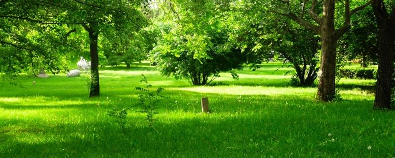 绿色都有哪些图片(绿色都有哪些叫法)