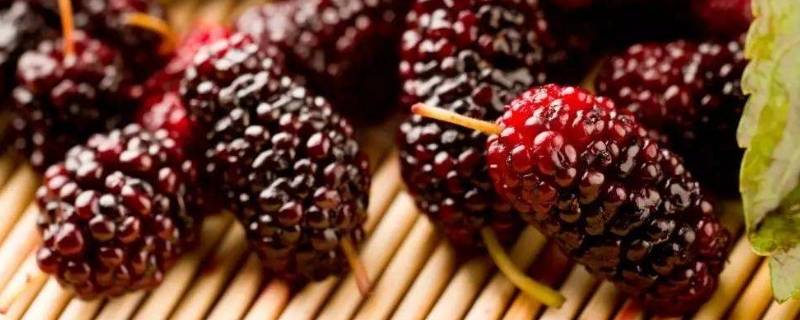 60度酒泡桑葚好吗(桑葚泡50度白酒有保质期吗)