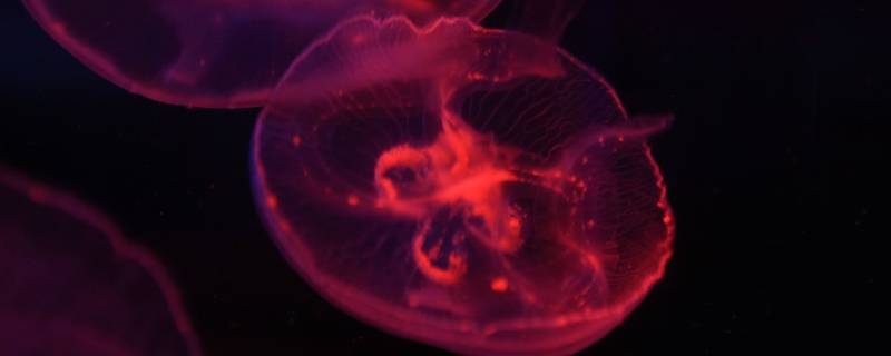 水母能吃吗(水母能吃吗视频)