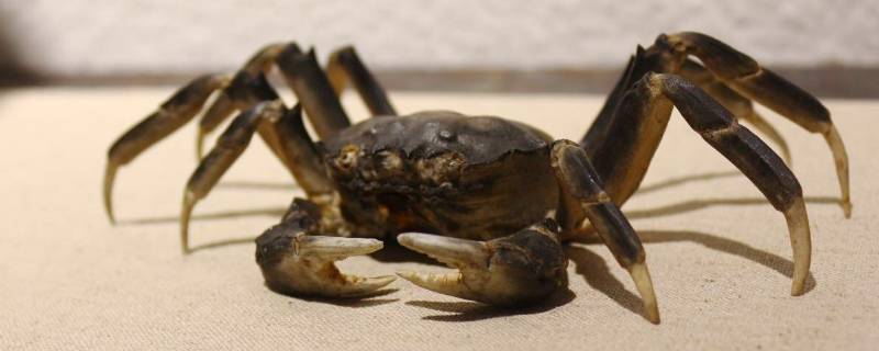 螃蟹蒸出来有绿色的(膏蟹蒸出来之后是绿色的黄)