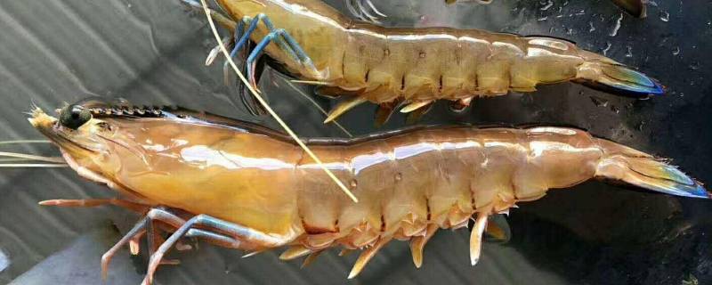 虾尾黄黄的是什么东西能吃吗(虾尾里面的黄能吃吗)