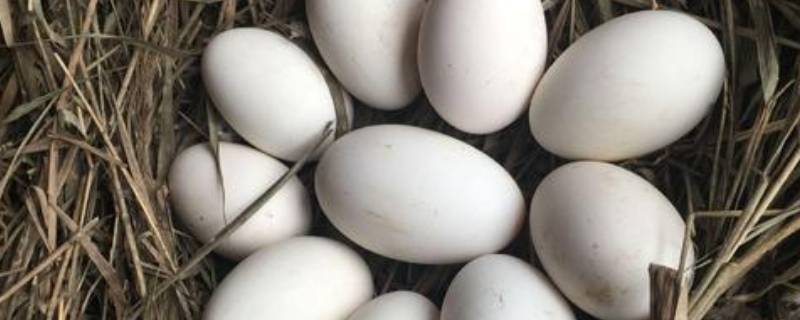 20个鹅蛋放多少盐腌制(20多个鹅蛋放多少盐)