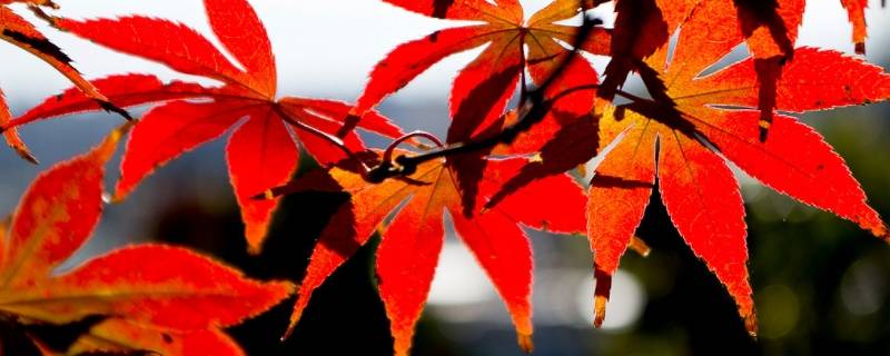 枫叶几月份最红(枫叶适合几月份看)