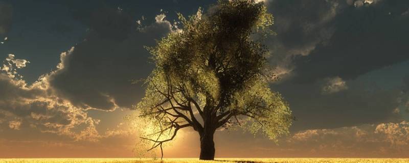 树木可以做成什么物品英语(树木可以做成什么物品图片)