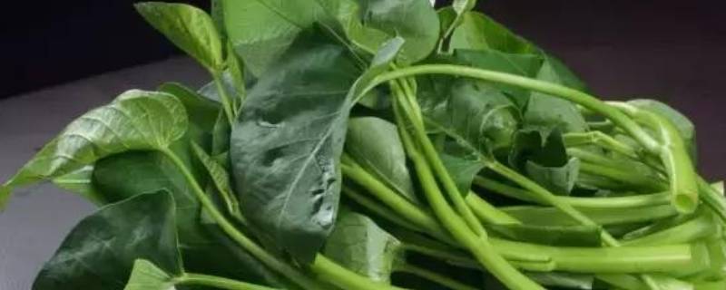 煮空心菜的正确方法(空心菜咋做才能好吃)