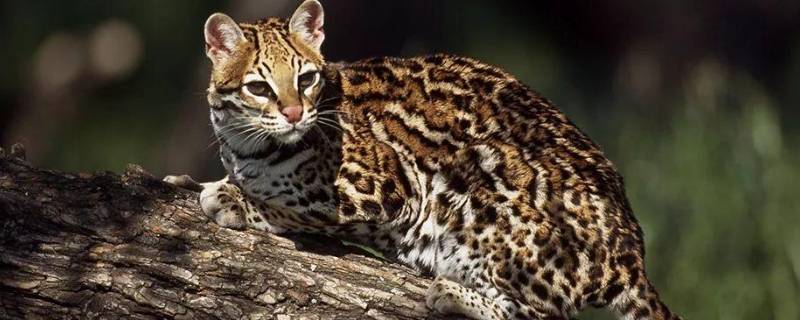 三有保护动物名单(三有保护动物可以养吗)