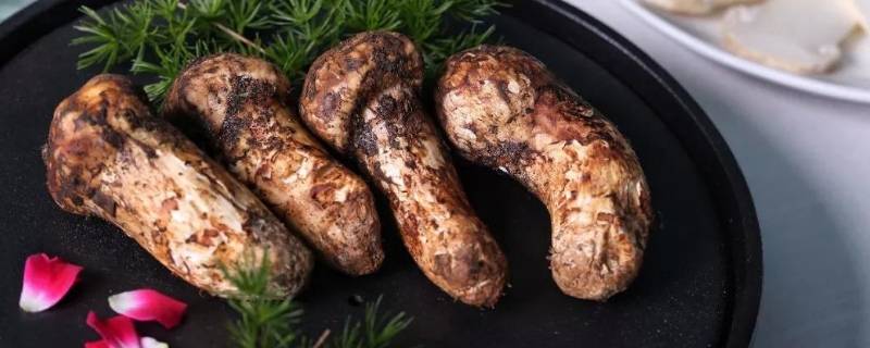 松茸生长在什么时间(松茸生长在什么地带)