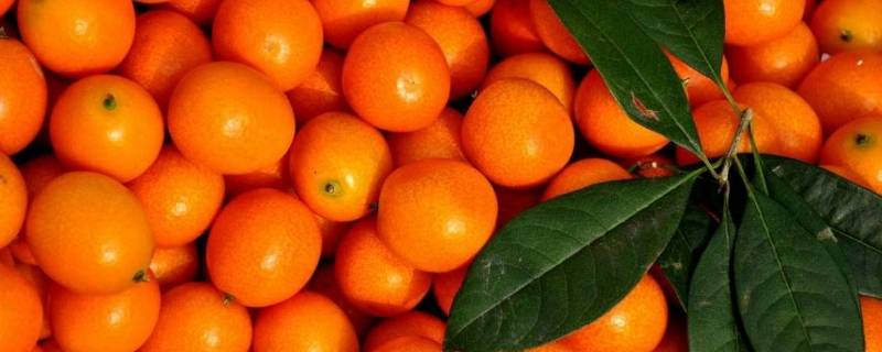 金桔每年什么时候上市(金桔什么时候上市)