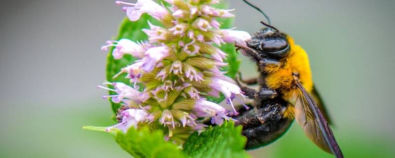 木姜就是藿香吗(木姜菜和藿香味道一样吗)