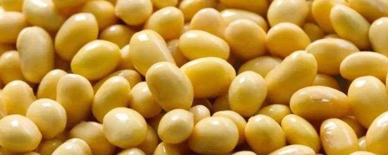 黄豆需要泡多久可以做豆浆(榨豆浆黄豆泡多久)