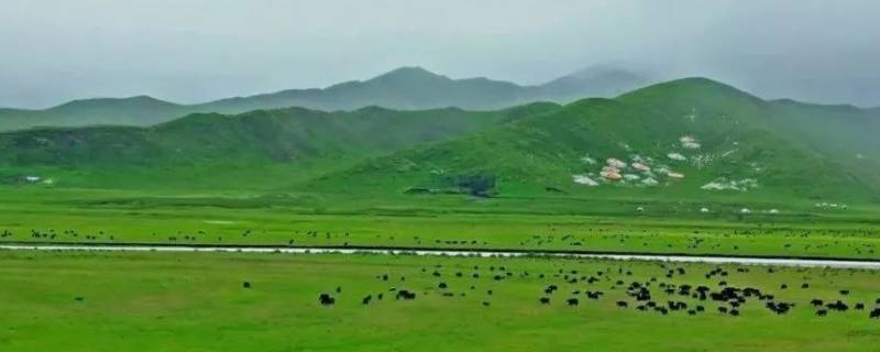 金山银山绿水青山指的是什么(金山银山不如绿水青山体现出什么)