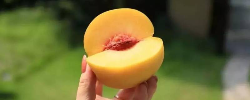 黄桃放冰箱里冷藏能保存吗(黄桃可以放冰箱里保存吗)