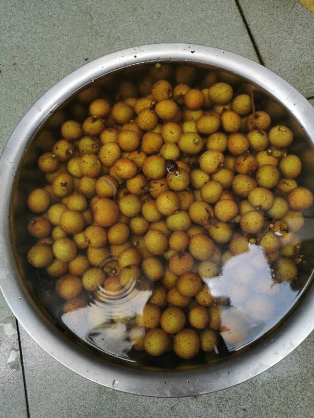 晒龙眼肉正确的方法(晒龙眼肉正确的做法)