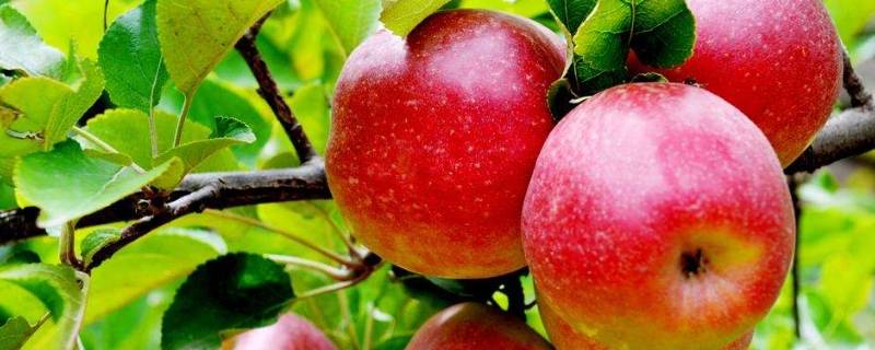 苹果核黑了还可以吃不(苹果表面黑了一点能吃吗)