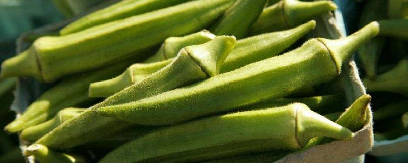 秋葵的营养价值适合什么人吃(秋葵里籽能吃吗)