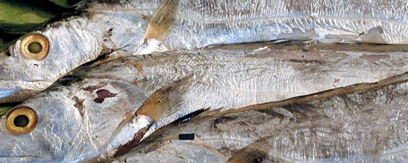 带鱼生活在海底多少米(带鱼生活在海底2000米)