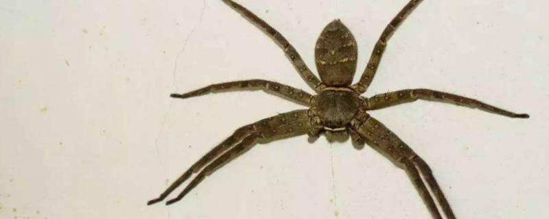 白蜘蛛有毒还是没毒(白蜘蛛有毒吗毒性大吗)