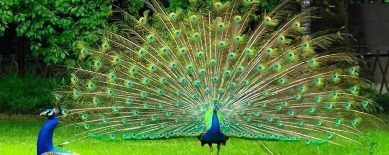 孔雀寓意什么(孔雀寓意什么意思)