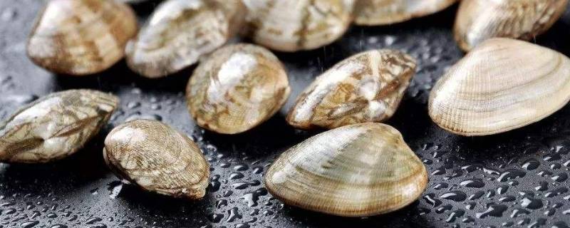 死的花甲还能吐沙吗(花甲买回来吐沙就死了怎么办)