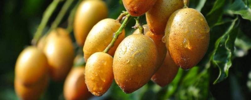 黄皮怎样保存新鲜(黄皮价格)