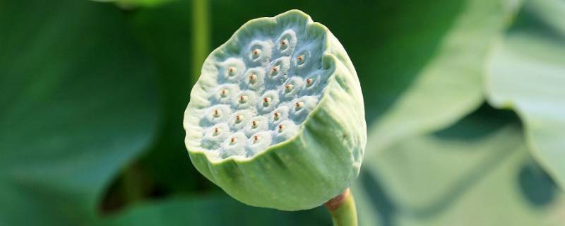 新采摘的莲蓬怎么保存(新鲜莲蓬要怎么保存)