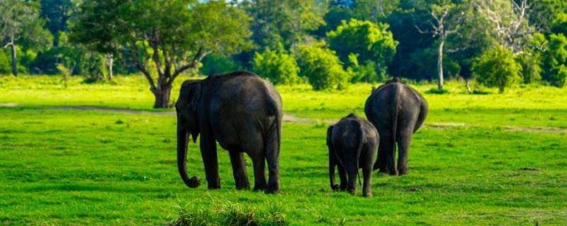 大象用什么来辨别气味(大象用什么方法辨味)