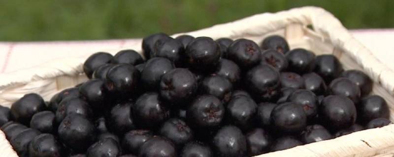 冷冻莓果的食用方法(巴西莓可以直接吃吗)