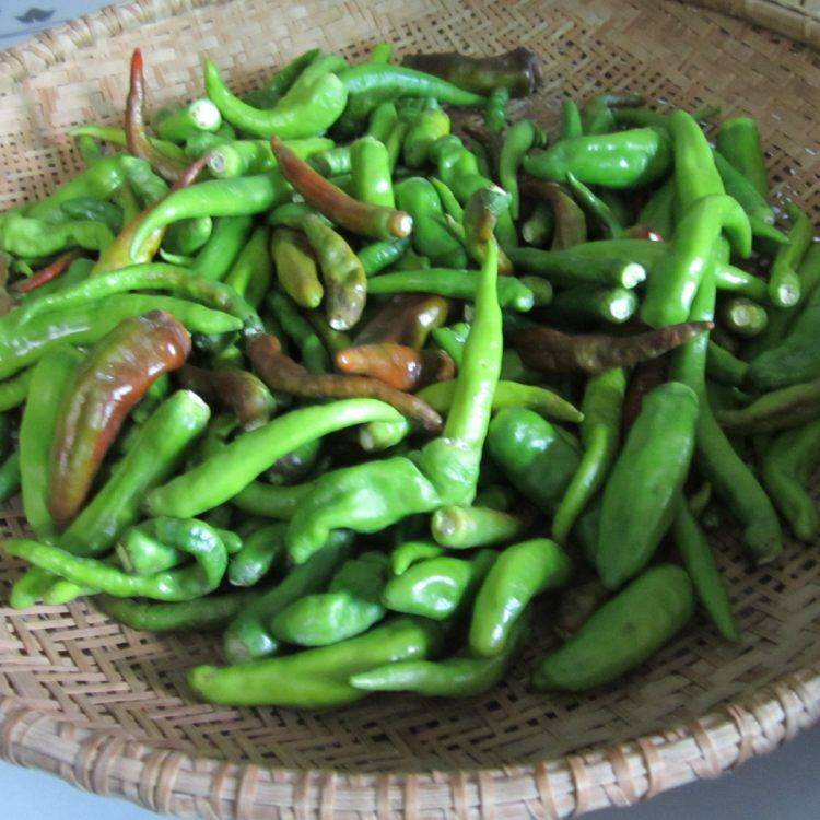 青辣椒整个怎么腌的好吃(怎样腌的青辣椒好吃)
