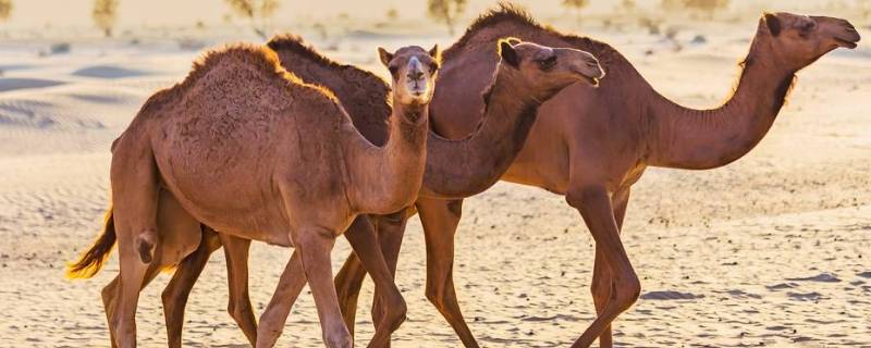 骆驼背上的两个峰起什么作用(骆驼背上的两座山峰有什么用处)