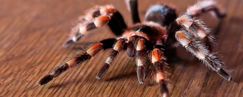 蜘蛛会咬人吗咬完人之后会怎么样(蜘蛛会咬人吗有没有毒)