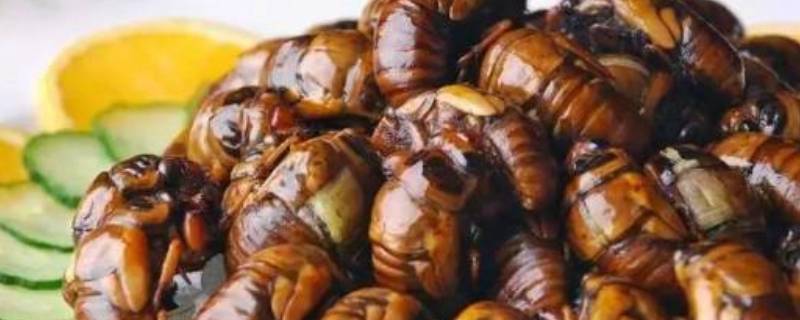 知了的吃法与营养价值(知了怎么吃营养价值最高)