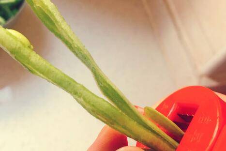 东北干豆角丝怎么容易烂(东北干豆角丝怎么晒成的)