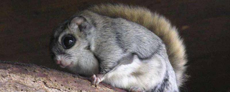 会飞的老鼠叫什么怎么赶(会飞的老鼠叫什么宠物)