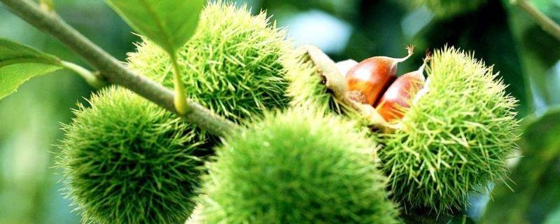 买回来的板栗怎么处理才能熟(刚采摘的板栗要怎么处理)
