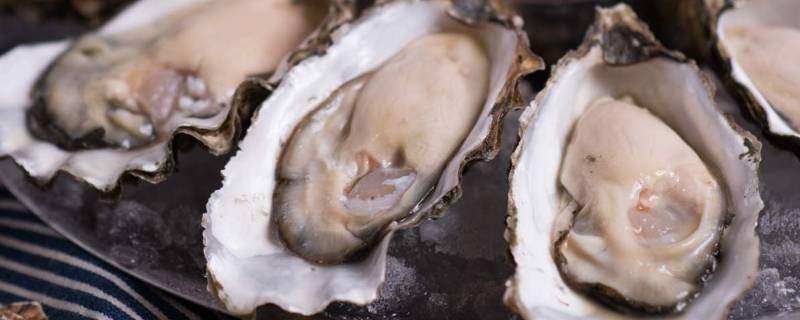 开了的生蚝保鲜还是速冻(生蚝保存是冷冻还是保鲜)
