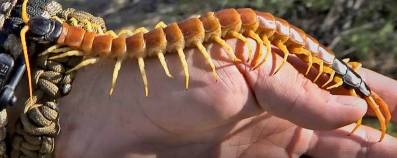 蜈蚣属于什么纲什么目(蜈蚣属于什么生肖)