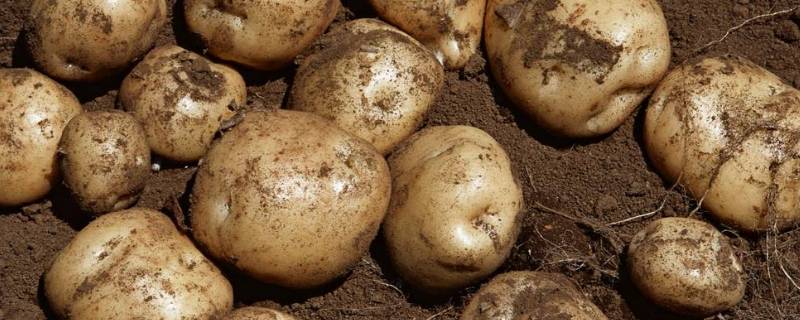 土豆要煮多少时间才能熟(土豆要煮多久才可以熟)