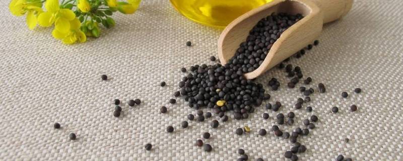 油菜籽发霉能榨油吗(油菜籽发霉的处理方法)