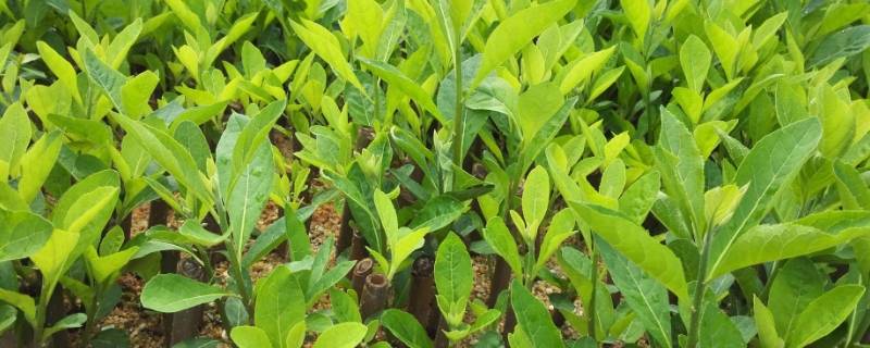 南非叶什么人不能吃专家回答(南非叶不能和什么一起吃)