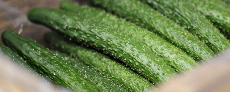 黄瓜苦怎么处理才不苦(黄瓜苦怎么处理不苦)
