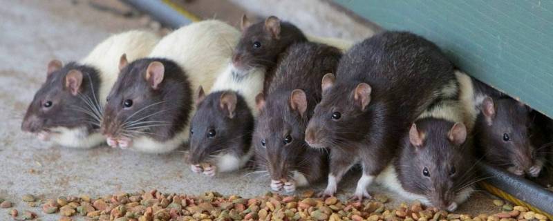 怎样能快速清除家里老鼠(如何清除家里老鼠)