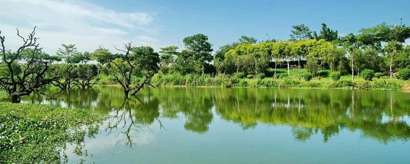 湿地的生态功能是什么(湿地的生态功能)