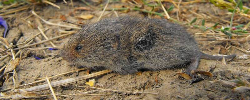 老鼠能跳多高多远(家里的老鼠能跳多高)