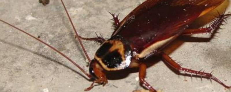 蟑螂踩死后多久会繁殖(最小蟑螂拿脚踩死繁殖吗)