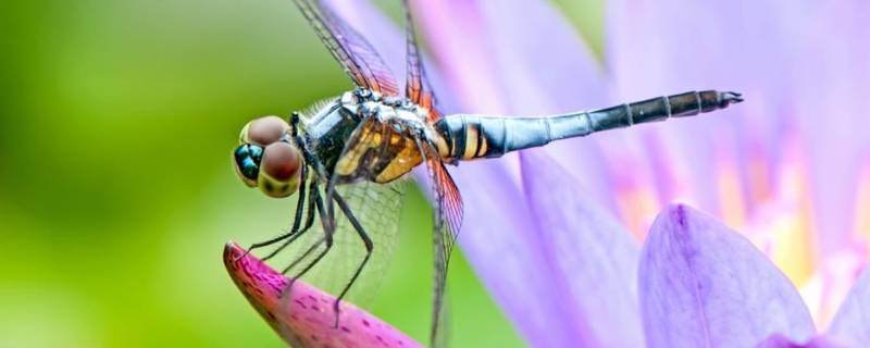 昆虫特征图(昆虫特征简笔画)