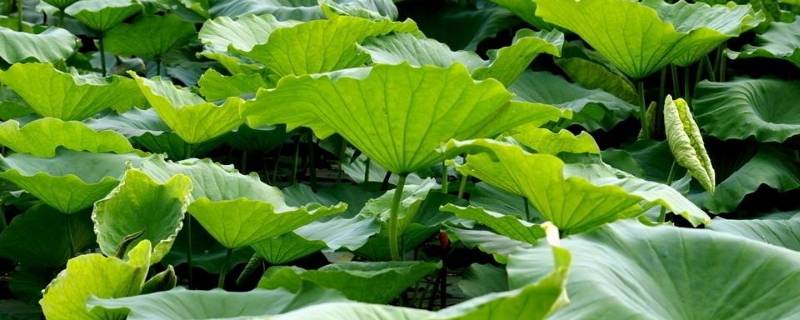 荷叶不粘涂层可以食用(荷叶干晒后还是用水洗好)